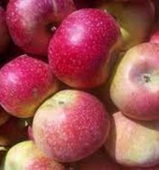 Jabłka odmiana-ALWA